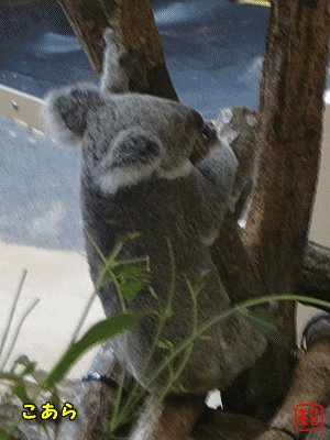 けいこかふぇ　いっしょにあそぼ　横浜　金沢動物園のコアラ