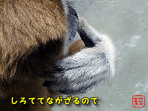けいこかふぇ　いっしょにあそぼ　横浜　金沢動物園のシロテテナガザル