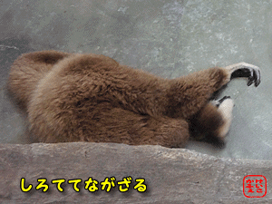 けいこかふぇ　いっしょにあそぼ　横浜　金沢動物園のシロテテナガザル