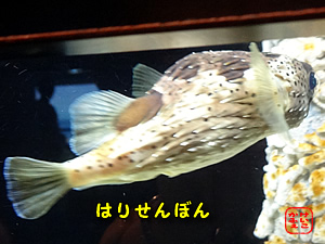 けいこかふぇ　いっしょにあそぼ　新江ノ島水族館のハリセンボン