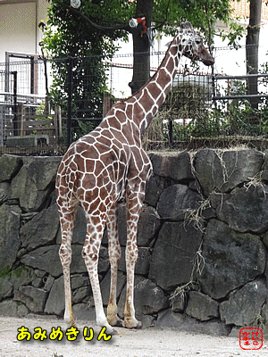 けいこかふぇ　いっしょにあそぼ　横浜　金沢動物園のキリン