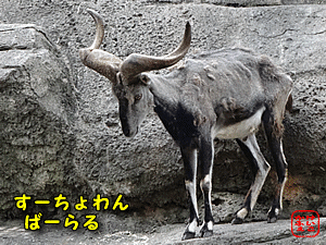 けいこかふぇ　いっしょにあそぼ　横浜　金沢動物園のスーチョワンバーラル