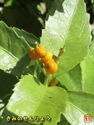 �L�~�m�Z�������E