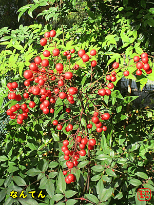 �i���e��