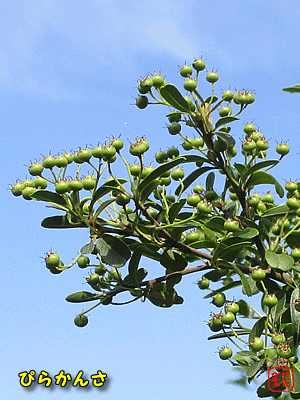 �s���J���T