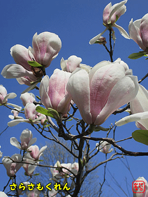 �T���T���N����