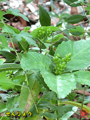 �Z�������E