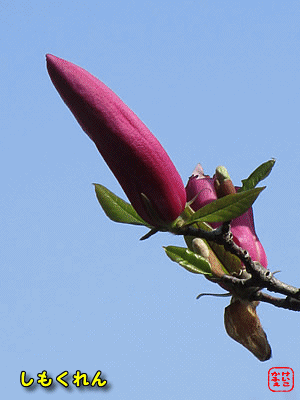 �V���N����