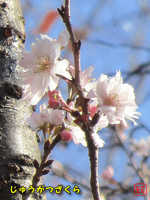 �W���E�K�c�U�N��