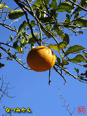 �i�c�~�J��