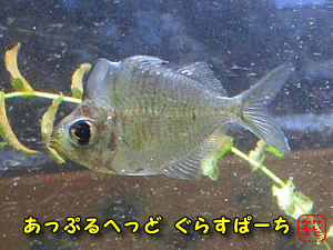 アップルヘッドグラスパーチ