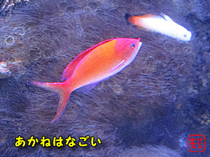 �A�J�l�n�i�S�C