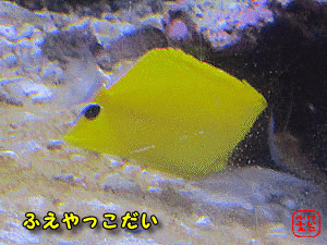 �t�G���b�R�_�C