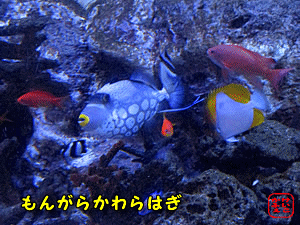 �����K���J�����n�M