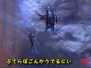 �v�e���|�S���J�E�f���j�B