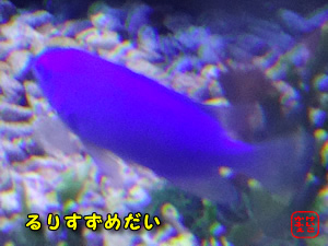 けいこかふぇ　いっしょにあそぼ　新江ノ島水族館のルリスズメダイ