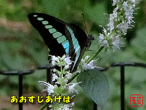 �A�I�X�W�A�Q�n�v