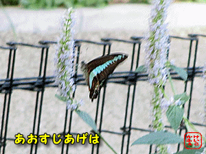 �A�I�X�W�A�Q�n�v