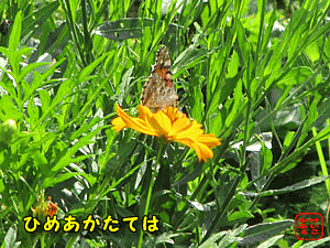 qAJ^en