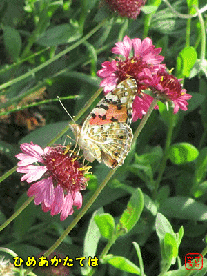 �q���A�J�^�e�n