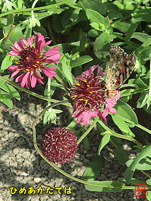 �q���A�J�^�e�n