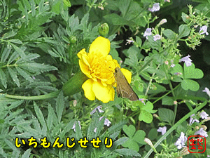 �C�`�����W�Z�Z��