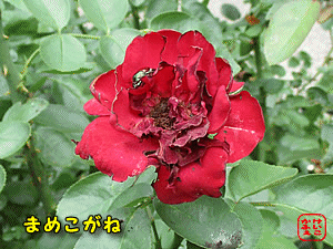 �}���R�K�l