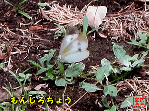 V`E