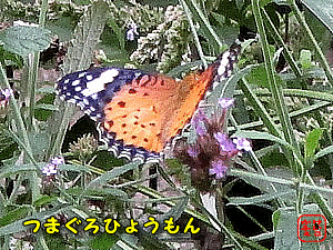 �c�}�O���q���E����