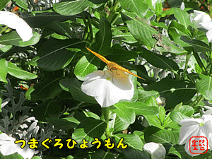 �c�}�O���q���E����