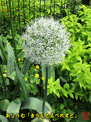 �A���E���u�z���C�g�G�x���X�g�v