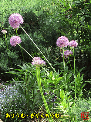 �A���E���E�M�K���`�E��