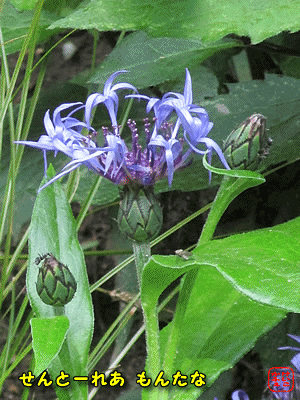 �Z���g�[���A �����^�i