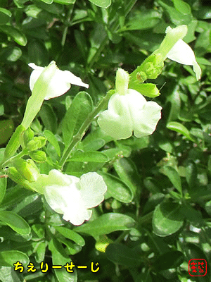 �`�F���[�Z�[�W