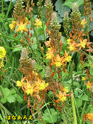 �n�i�A���G