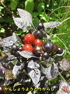 �Ϗܗp�i���񂵂傤�悤�j�g�E�K���V