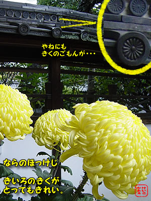 けいこかふぇです！ 奈良　法華寺の黄色い菊