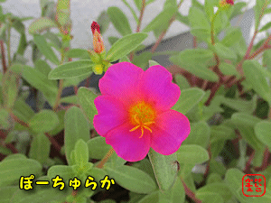 �|�[�`�����J