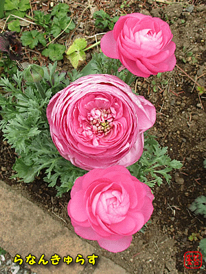 ���i���L�����X