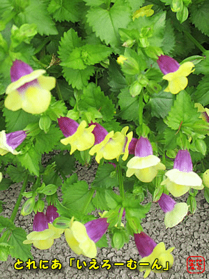 �g���j�A�u�C�G���[���[���v