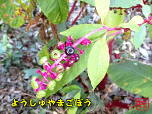 ���E�V�����}�S�{�E