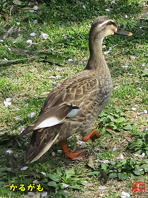 �J���K��