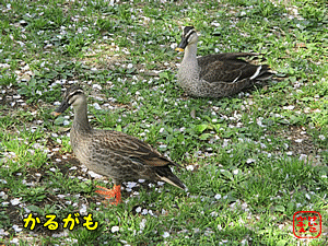 �J���K��