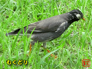 ���N�h��