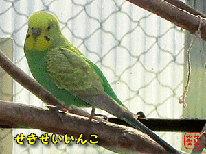 ZLZCCR