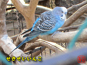 ZLZCCR