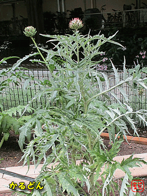 �J���h��